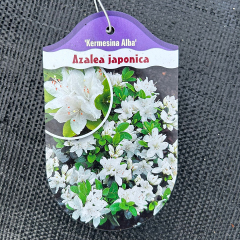 Azalia japońska 'Kermesina Alba'