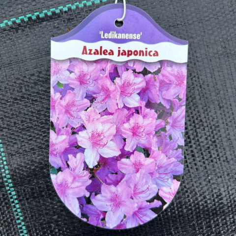 Azalia japońska 'Ledikanense'