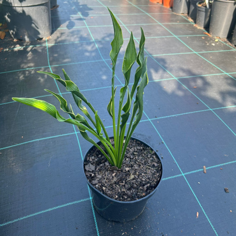 Hosta 2 / 2L