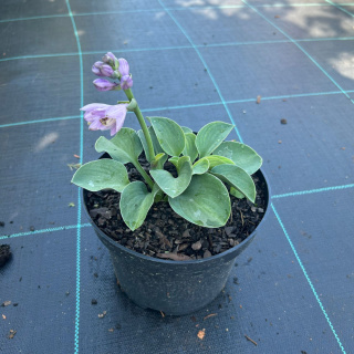 Hosta 'Babkolistna' 2L