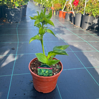 Hosta 'Pocketful of Sunshine' 2L