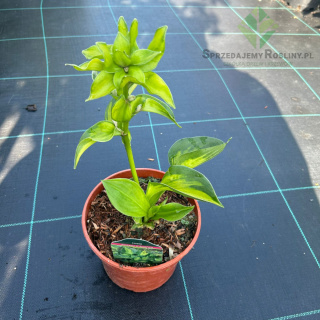 Hosta 'Pocketful of Sunshine' 2L