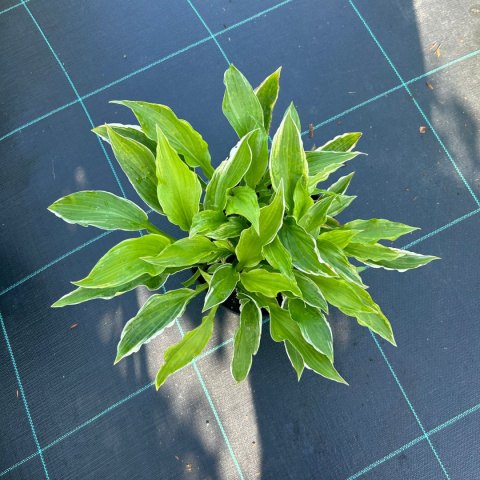 Hosta 'Albomarginata ' 3L