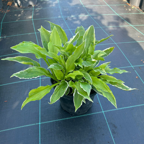 Hosta 'Albomarginata ' 3L