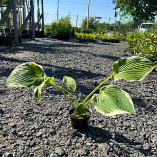 Hosta / Funkia