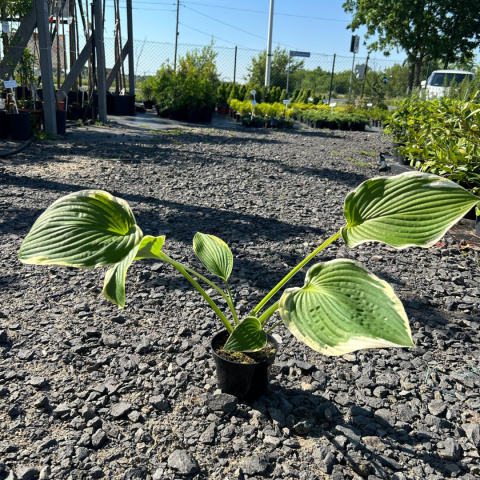 Hosta / Funkia