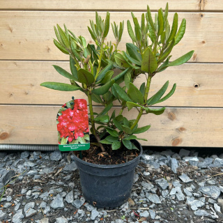 Rododendron 'Busuki'