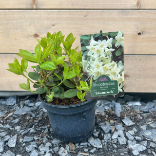 Rododendron 'Shamrock'