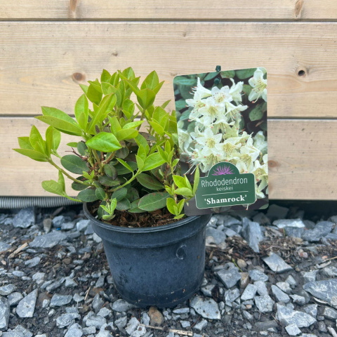 Rododendron 'Shamrock'