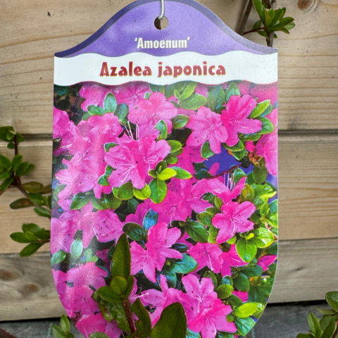 Azalia japońska 'Amoenum'