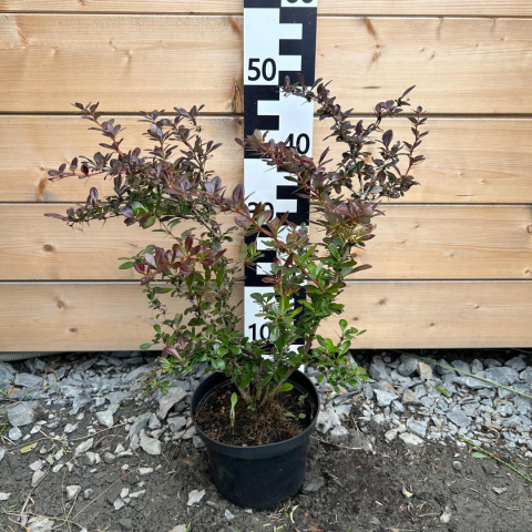 Thunberg-Berberitze 'Atropurpurea Nana' 2L