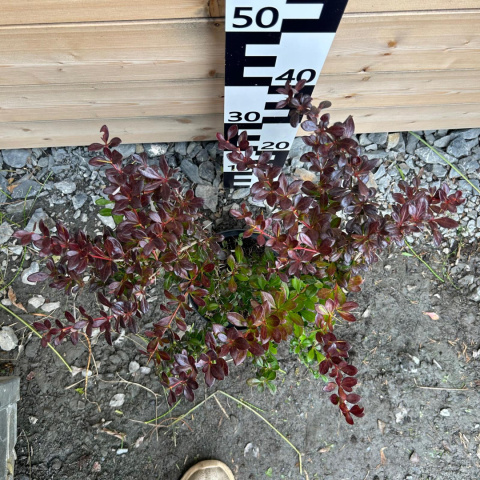 Thunberg-Berberitze 'Atropurpurea Nana' 2L