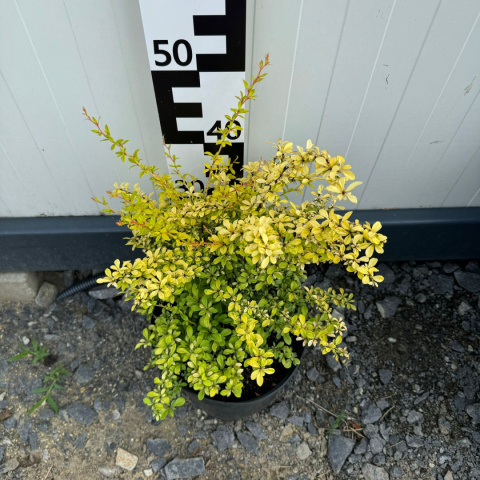 Thunberg's barberry 'Golden dream' 5L