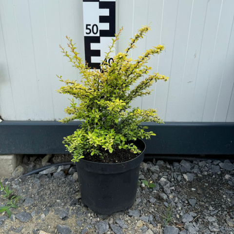 Thunberg's barberry 'Golden dream' 5L