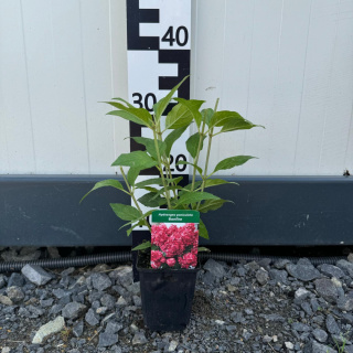 Hortensja bukietowa 'Bonfire' P9(0,5L)