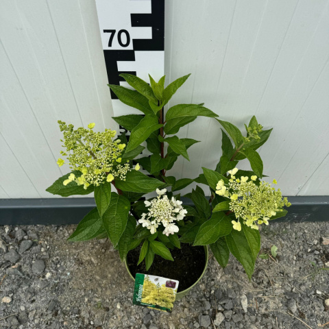 Hortensja bukietowa 'Candelight' 5L