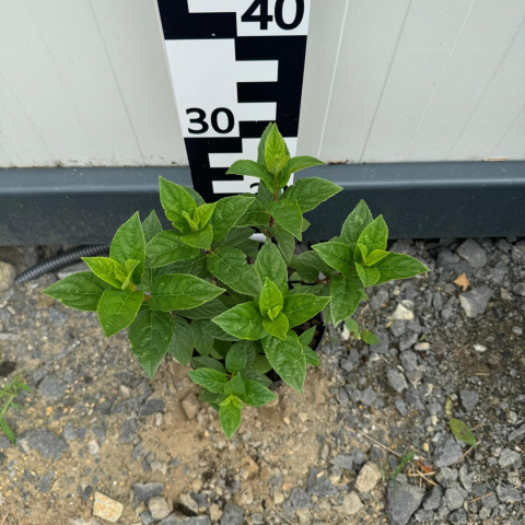 Hortensja bukietowa Sundae Fraise 'Rensun' 2L