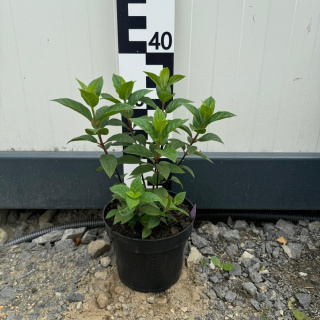 Hortensja bukietowa Sundae Fraise 'Rensun' 2L