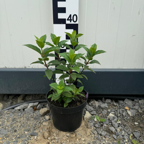 Hortensja bukietowa Sundae Fraise 'Rensun' 2L