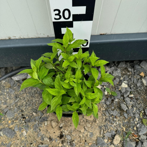 Hortensja bukietowa 'Little Spooky' 2L