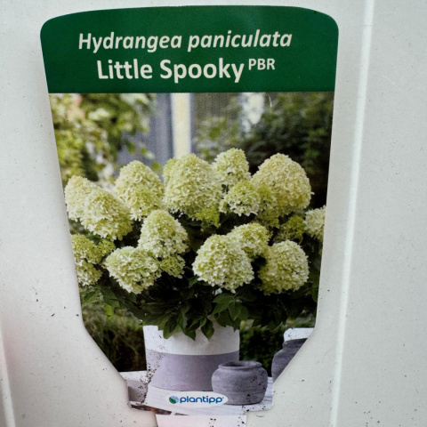 Hortensja bukietowa 'Little Spooky' 2L