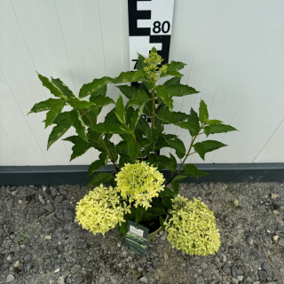 Hortensja bukietowa 'Magical Lime Sparkle' 2L