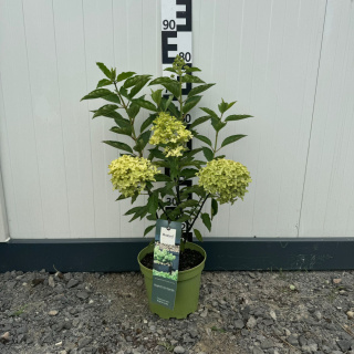 Hortensja bukietowa 'Magical Lime Sparkle'C 5