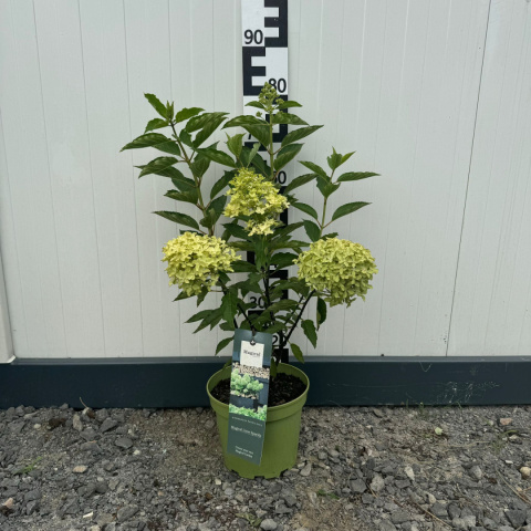 Hortensja bukietowa 'Magical Lime Sparkle' 2L