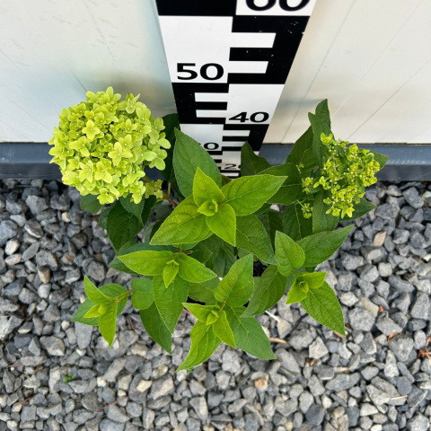 Hortensja bukietowa 'Magical Mont Blanc'