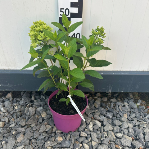 Hortensja bukietowa 'Magical Mont Blanc'