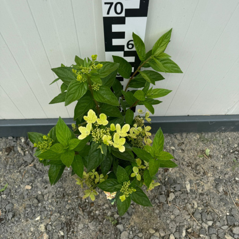 Hortensja bukietowa 'Pastelgreen' 5L