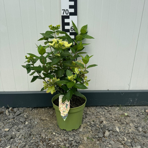 Hortensja bukietowa 'Pastelgreen' 5L