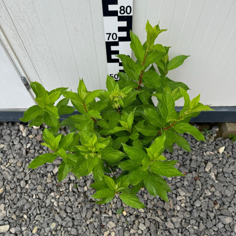 Hortensja bukietowa 'Wim's Red' 7,5L