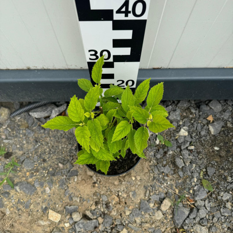 Hortensja krzewiasta 'Golden Annabelle' 2L