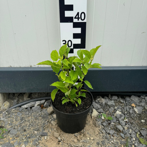 Hortensja krzewiasta 'Golden Annabelle' 2L