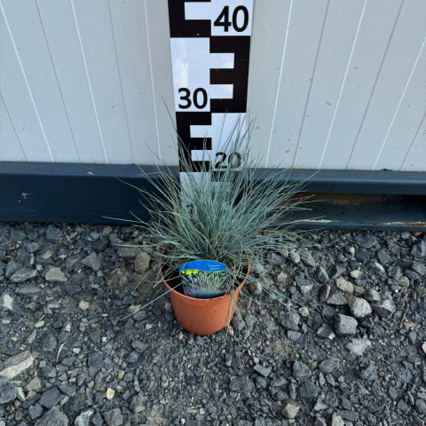 Blue fescue 'Intense Blue' 1,5L