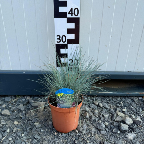 Blue fescue 'Intense Blue' 1,5L