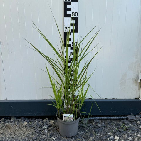 Chinesischer Miscanthus 'Afrika' 2L