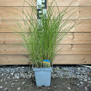 Miskant chiński 'Yakushima Dwarf' 5L