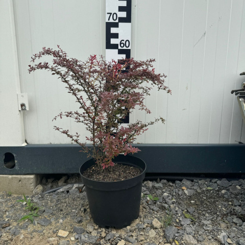 Berberys Thunberga 'Orange Dream' 5L