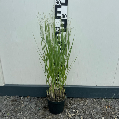 Switchgrass 'JS Buffalo Green' 3L