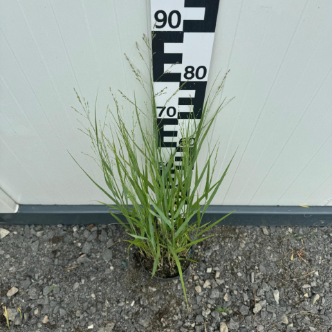 Switchgrass 'JS Buffalo Green' 3L