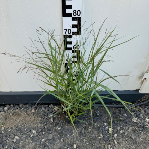 Switchgrass millet 'Warrior' 2L