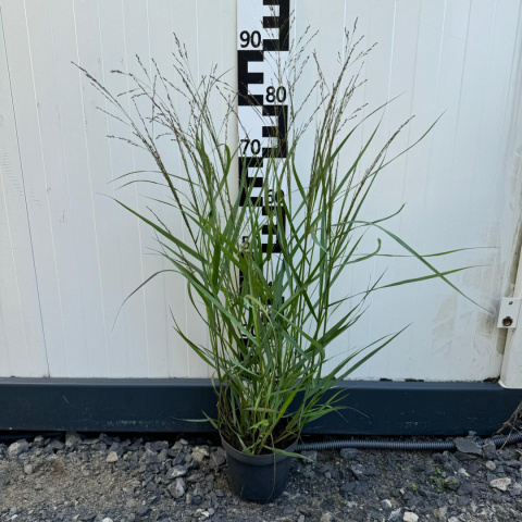 Switchgrass millet 'Warrior' 2L