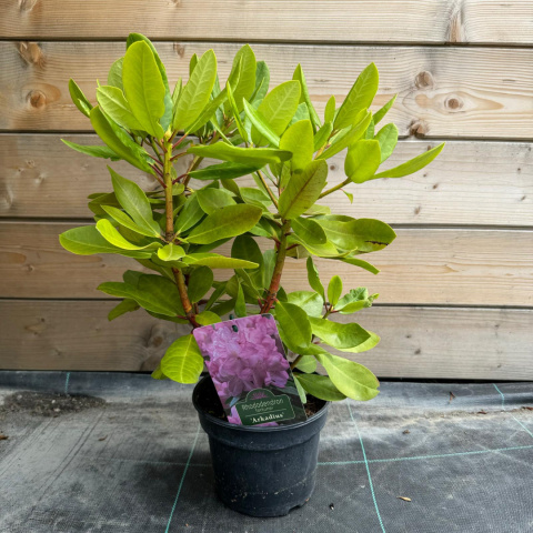 Rododendron 'Arkadius'