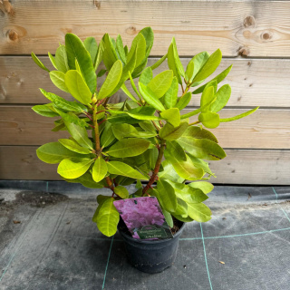 Rododendron 'Arkadius' 2L