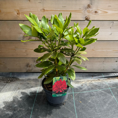 Rododendron 'Cherry Kiss'