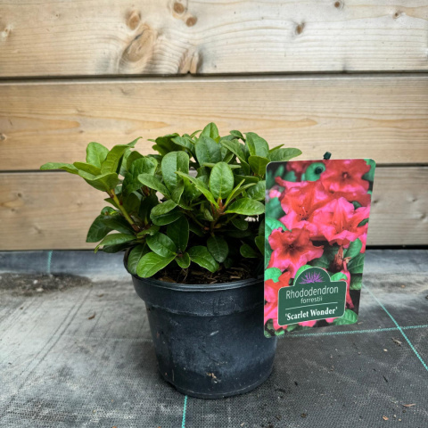 Rododendron 'Scarlet Wonder'