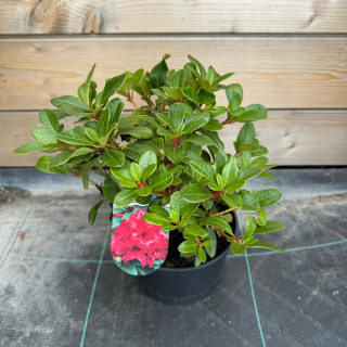 Rododendron 'Bengal'