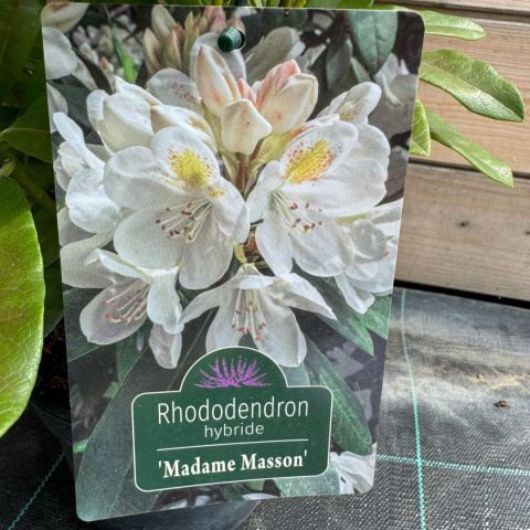 Rododendron 'Madame Masson'